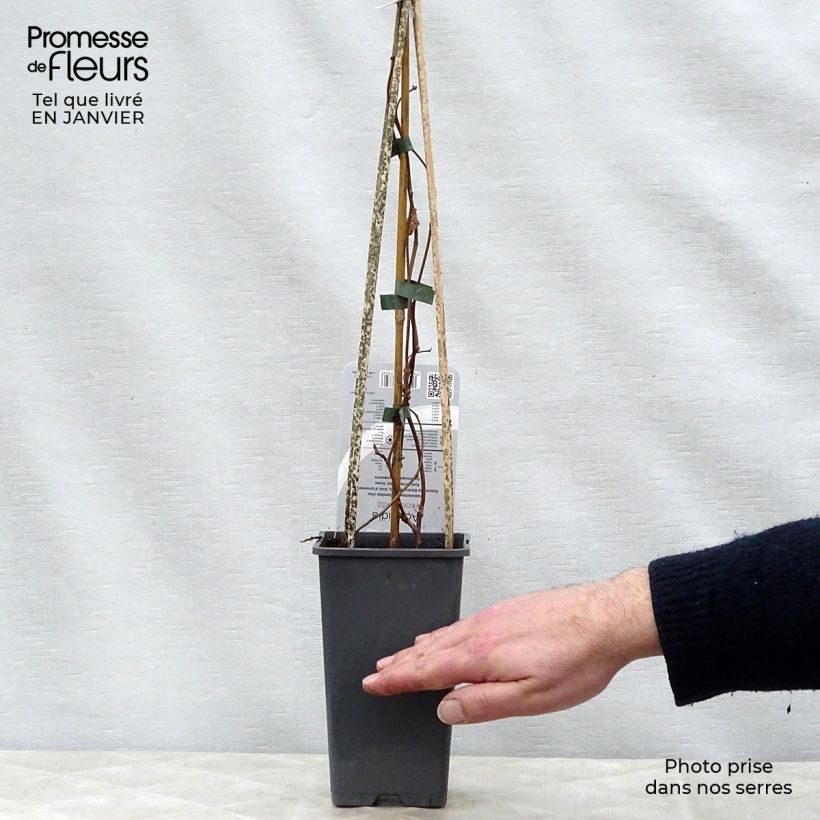 Spécimen de Actinidia kolomikta - Kiwi d'ornement Pot de 2L/3L tel que livré en hiver