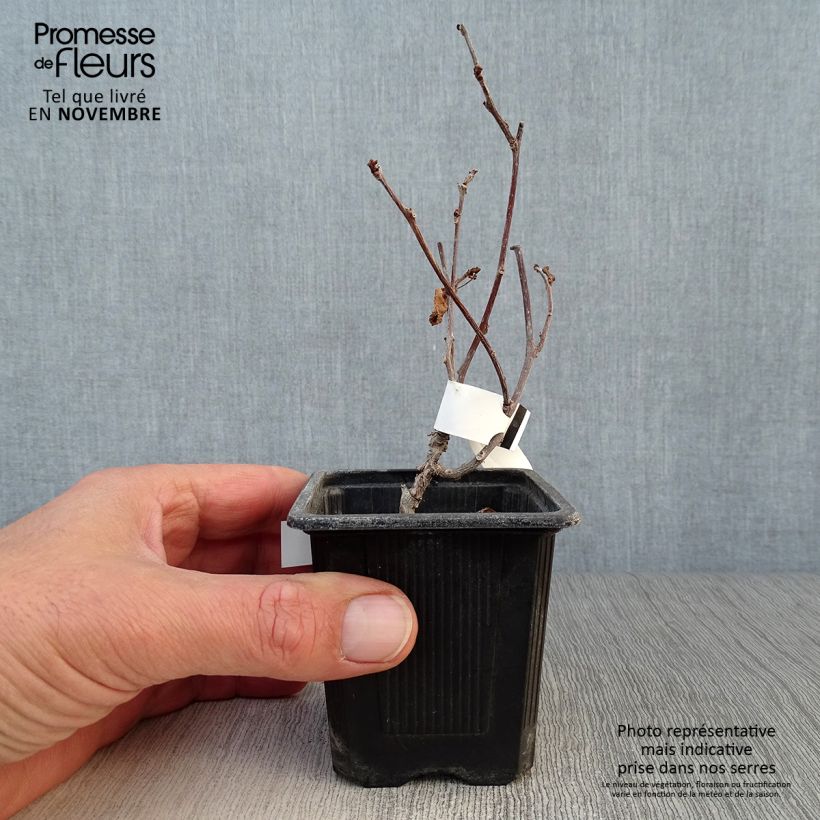 Spécimen de Actinidia kolomikta - Kiwi d'ornement Godet de 8/9 cm tel que livré en automne