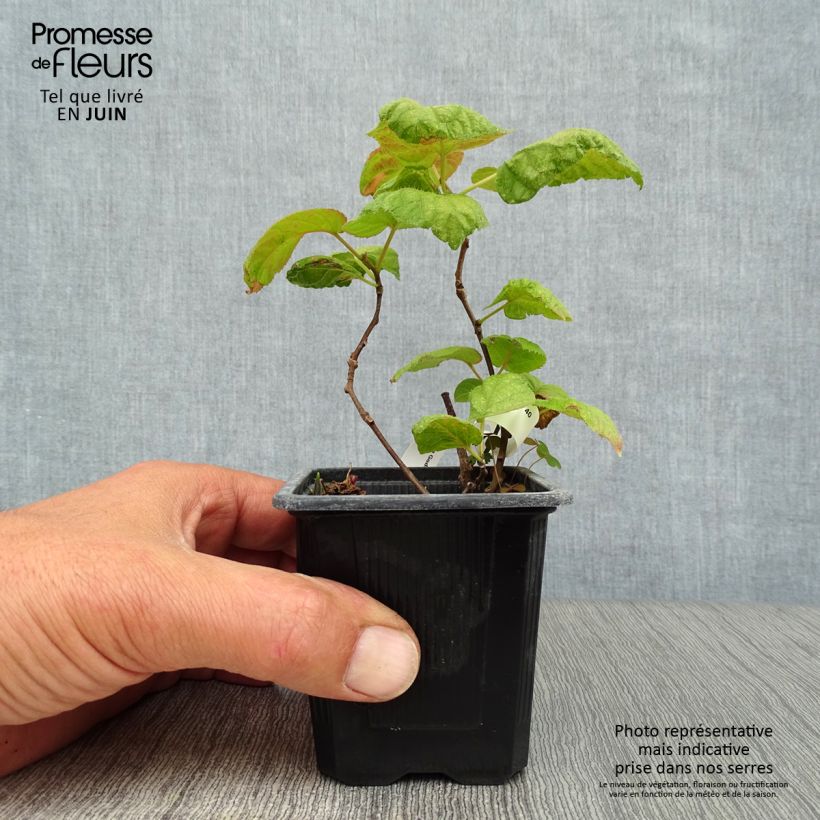 Spécimen de Actinidia kolomikta - Kiwi d'ornement Godet de 8/9 cm tel que livré en été