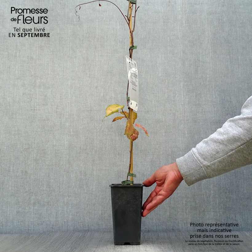 Spécimen de Actinidia kolomikta - Kiwi d'ornement Pot de 2L/3L tel que livré en automne