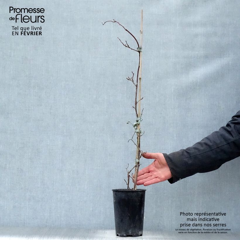 Spécimen de Actinidia pilosula - Kiwi d'ornement Pot de 2L/3L tel que livré en hiver