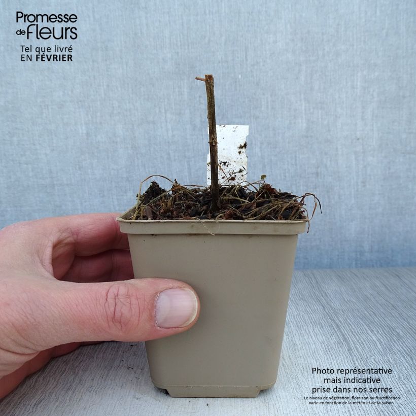 Spécimen de Adenophora Gaudi Violet - Adenophore campanulé Godet de 8/9 cm tel que livré en hiver