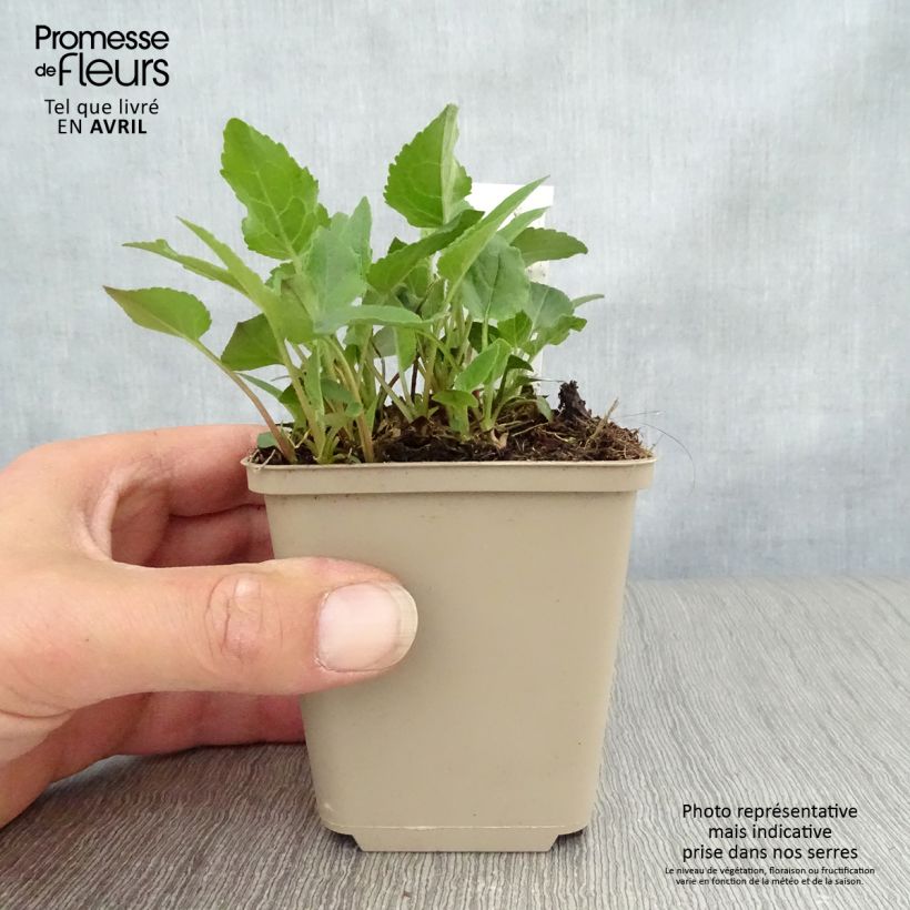 Amostra de Adenophora confusa Fairy Bells Gaudi Violet Vaso de 8/9 cm tal como entregue na primavera