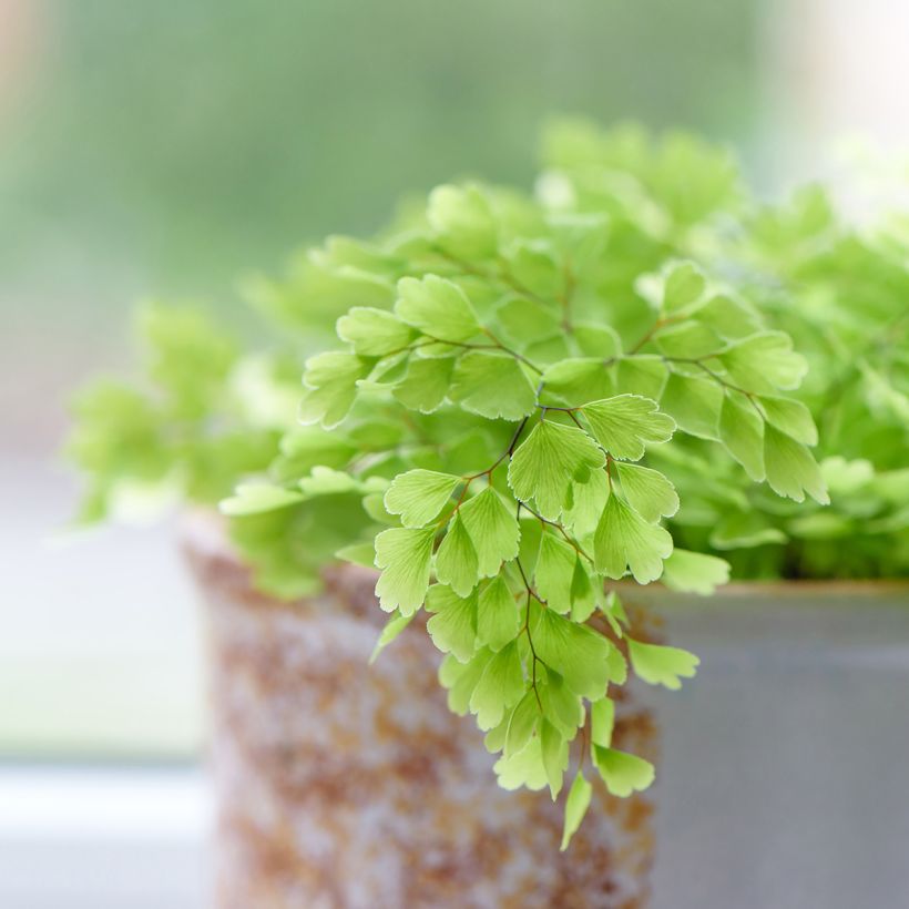 Adiantum Fritz Lüthi - Capillaire (Feuillage)