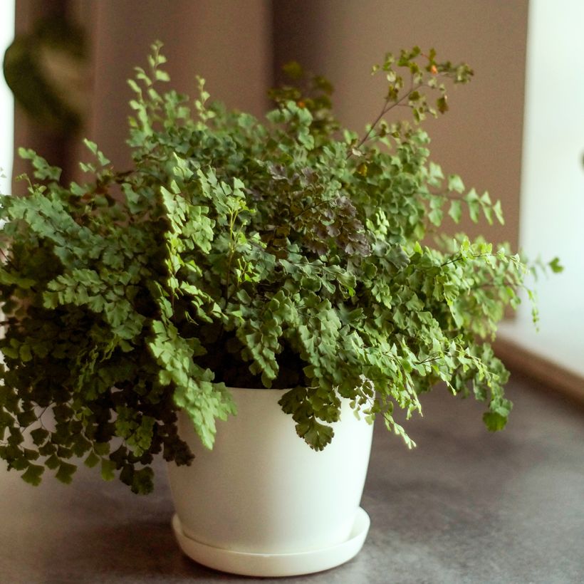 Adiantum Fritz Lüthi - Capillaire (Port)