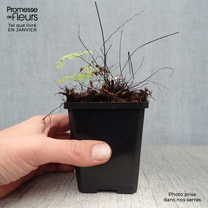 Spécimen de Adiantum aleuticum Imbricatum - Capillaire, Fougère Godet de 8/9 cm tel que livré en hiver