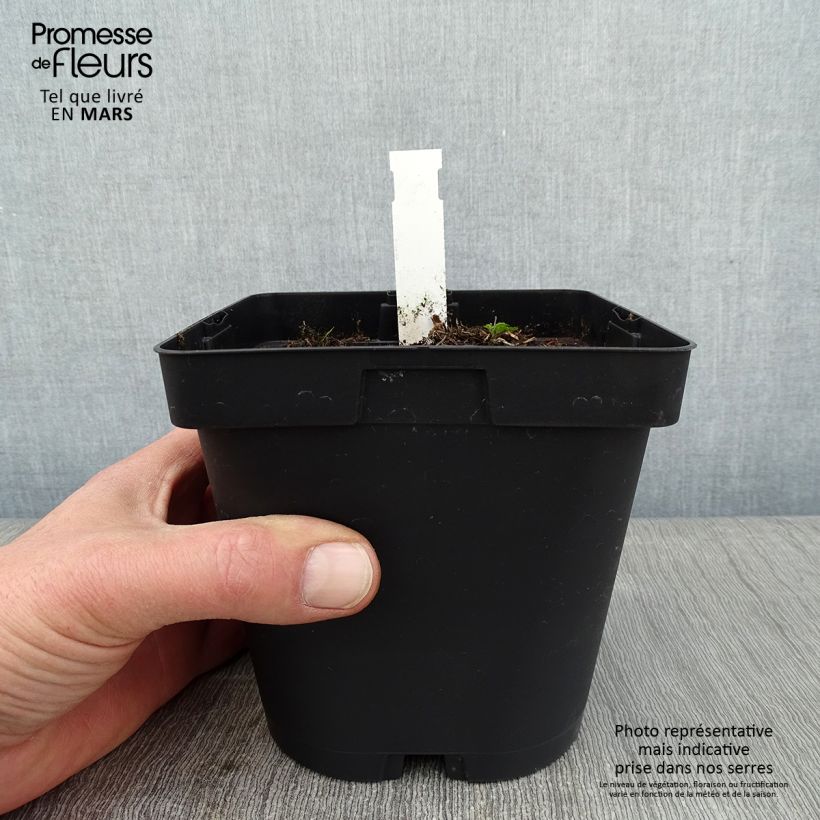 Spécimen de Aegopodium podagraria Variegata - Herbe aux goutteux panachée Pot de 2L/3L tel que livré en hiver