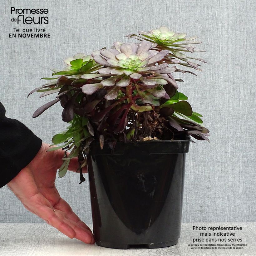 Spécimen de Aeonium arboreum Garnet - Aeonium en arbre Pot de 3L/4L tel que livré en automne
