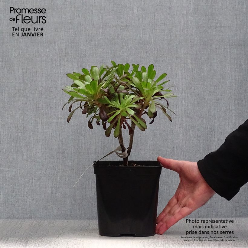 Spécimen de Aeonium arboreum Schwarzkopf - Aéonium en arbre Pot de 3L/4L tel que livré en hiver