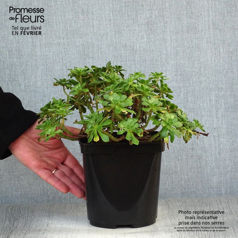 Spécimen de Aeonium occidentale Pot de 3L/4L tel que livré en hiver