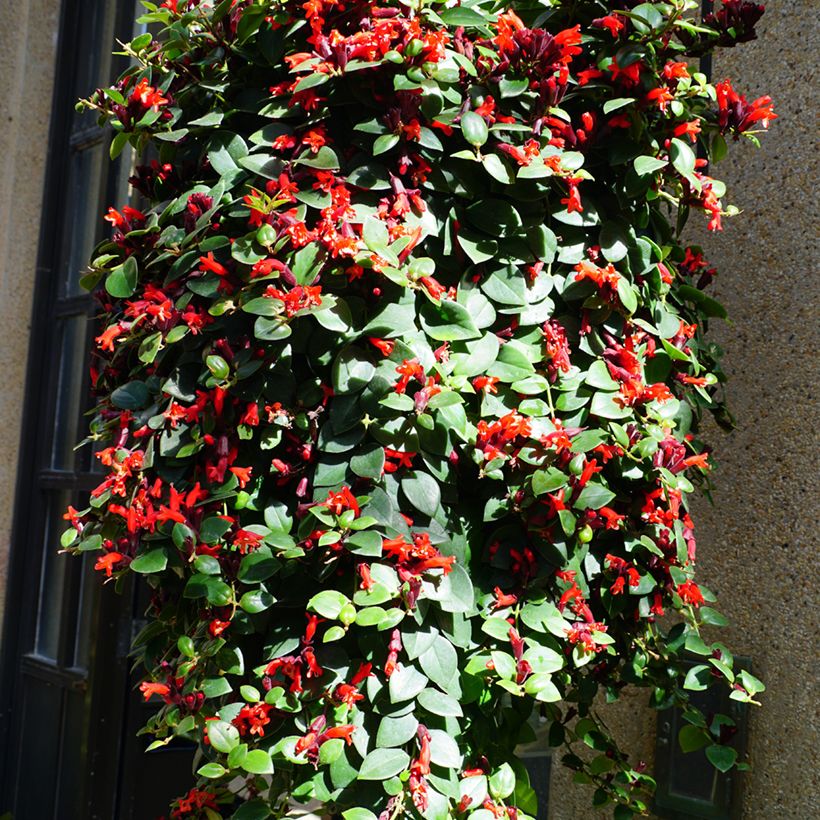 Aeschynanthus Mona Lisa (Port)