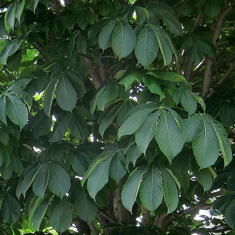 Aesculus carnea Briotii - Marronnier à fleurs rouges (Feuillage)