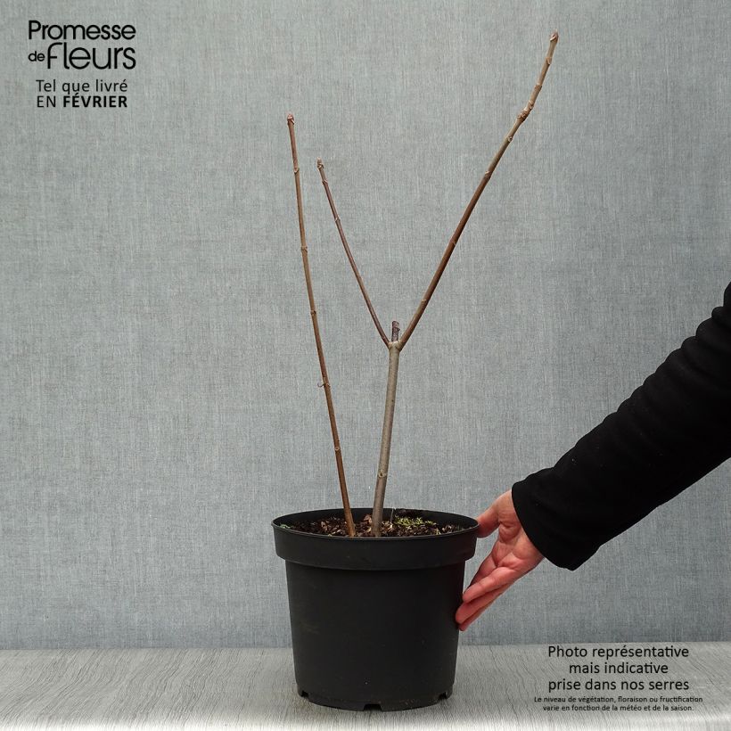 Spécimen de Aesculus parviflora - Pavier blanc Pot de 7,5L/10L tel que livré en hiver