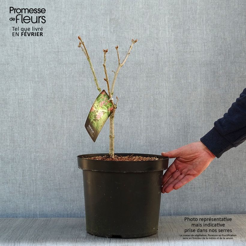 Spécimen de Aesculus pavia Koehnei - Marronnier d'ornement Pot de 7,5L/10L tel que livré en hiver