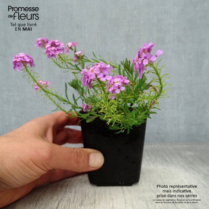 Aethionema armenum Warley Ruber Vasetto da 8/9 cm esemplare consegnato in primavera