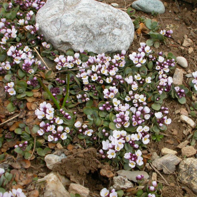 Aethionema oppositifolium (Hábito)