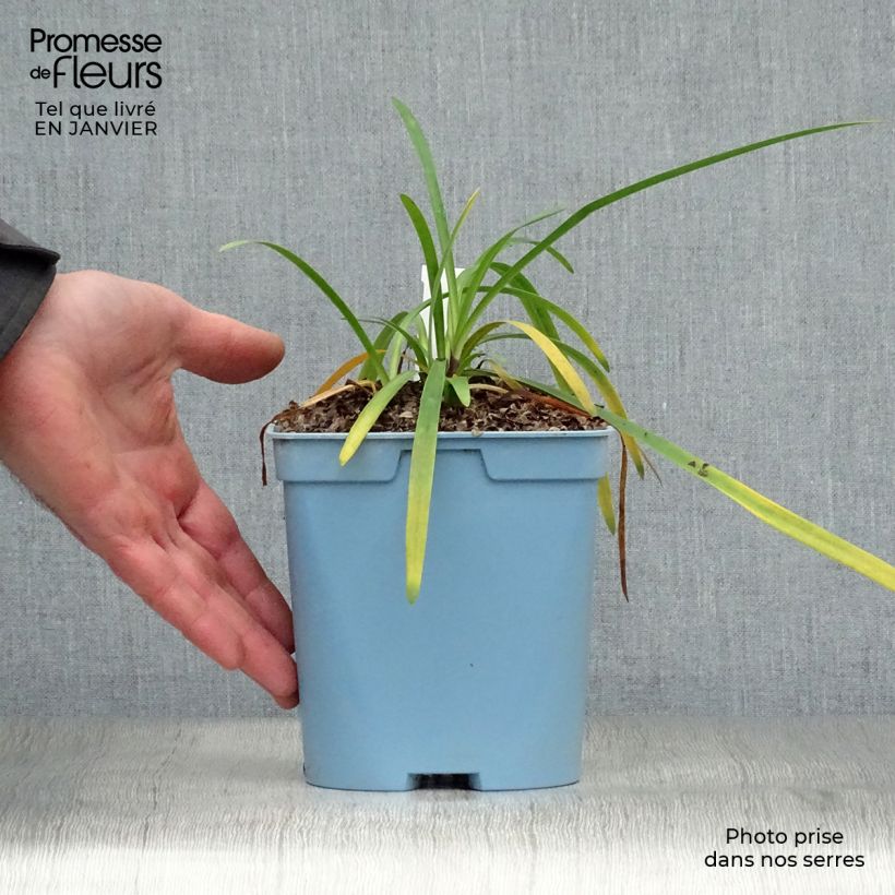 Spécimen de Agapanthe Black Buddhist Pot de 2L/3L tel que livré en hiver