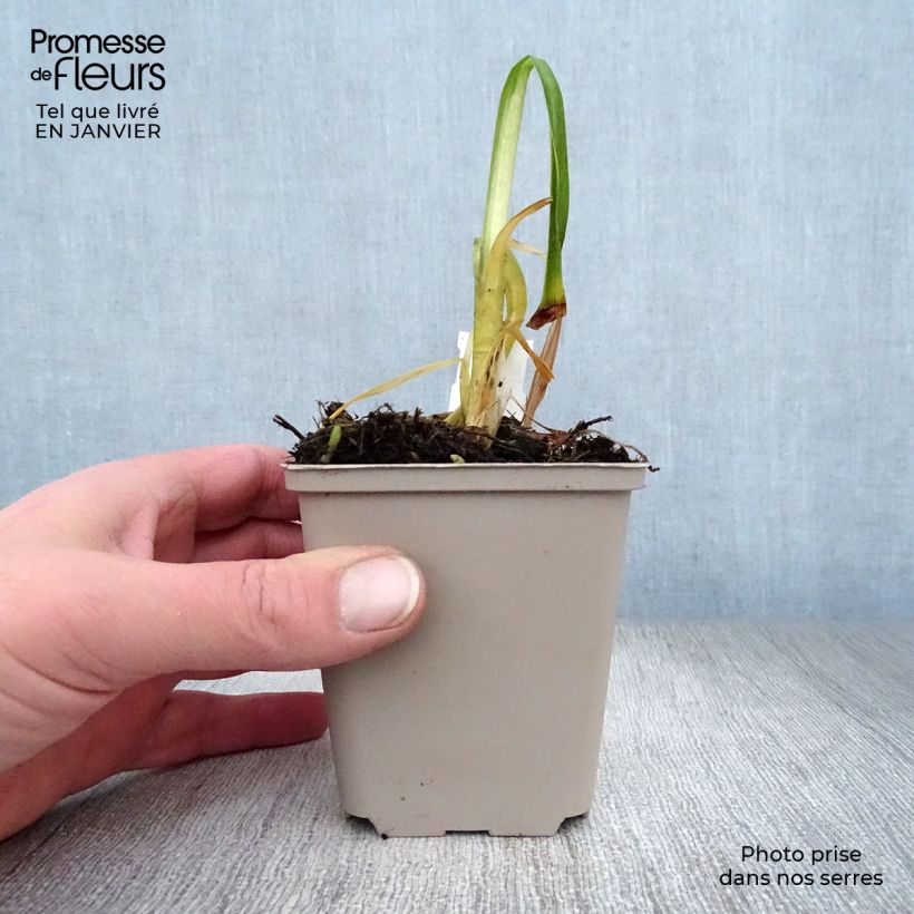 Spécimen de Agapanthe Black Magic Godet de 8/9 cm tel que livré en hiver