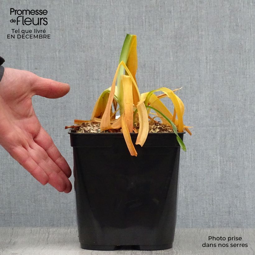 Spécimen de Agapanthe Black Magic Pot de 2L/3L tel que livré en hiver