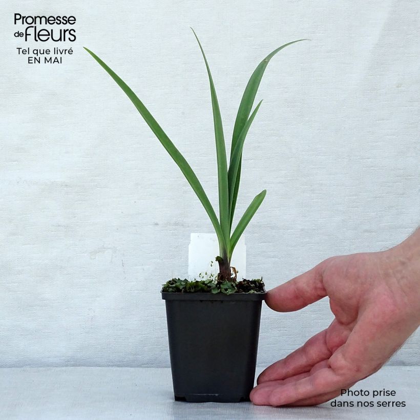 Spécimen de Agapanthe Black Pantha Godet de 8/9 cm tel que livré au printemps