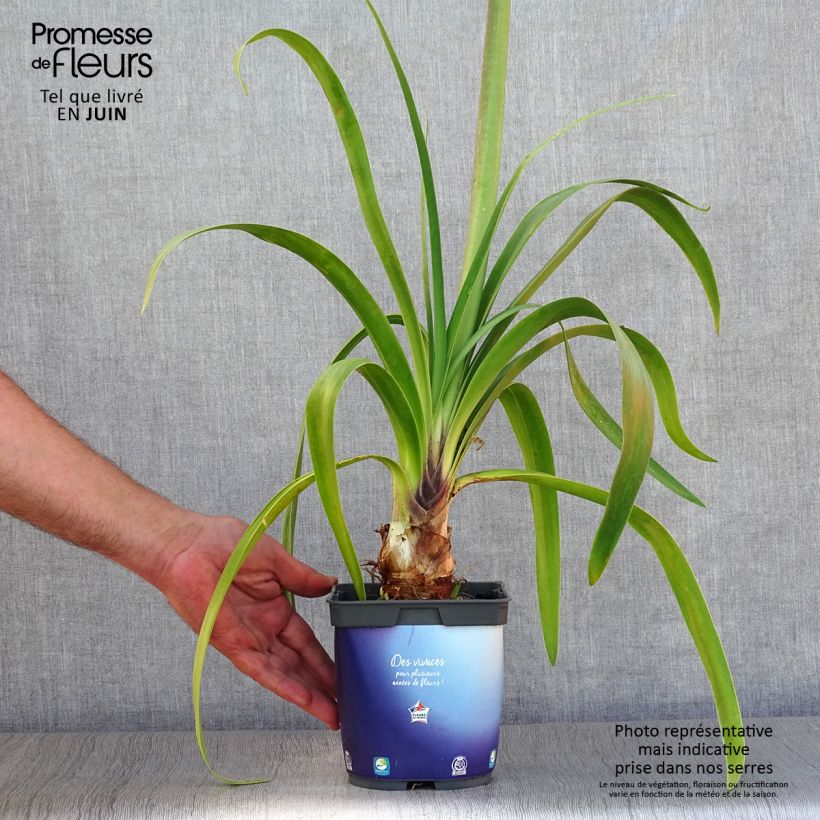 Spécimen de Agapanthe Black Pantha Pot de 2L/3L tel que livré en été