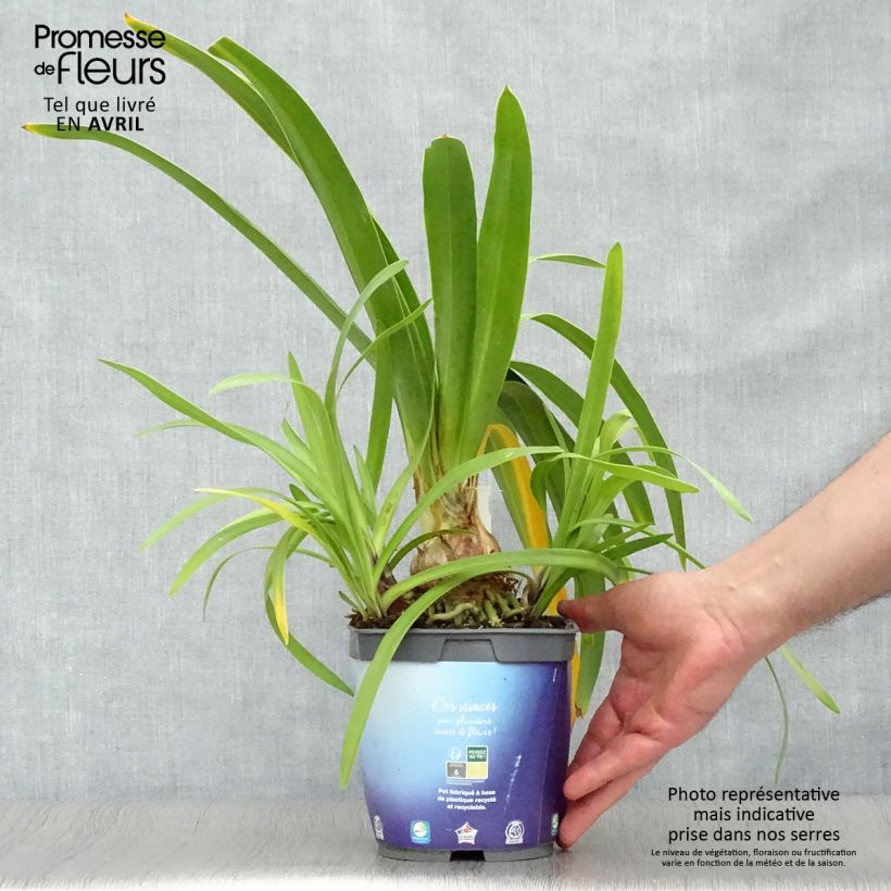 Spécimen de Agapanthe Black Pantha Pot de 2L/3L tel que livré au printemps