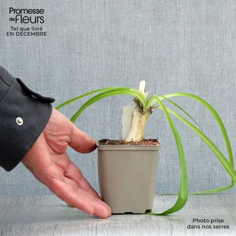 Spécimen de Agapanthe Blue Heaven Godet de 8/9 cm tel que livré en hiver