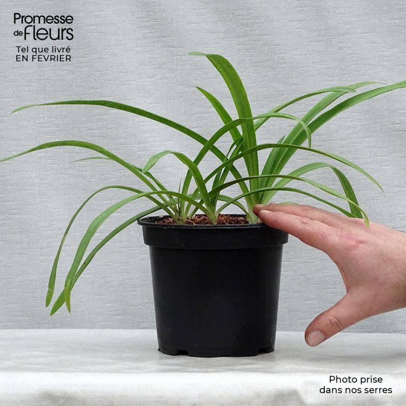 Spécimen de Agapanthe Blue Heaven Pot de 2L/3L tel que livré en hiver