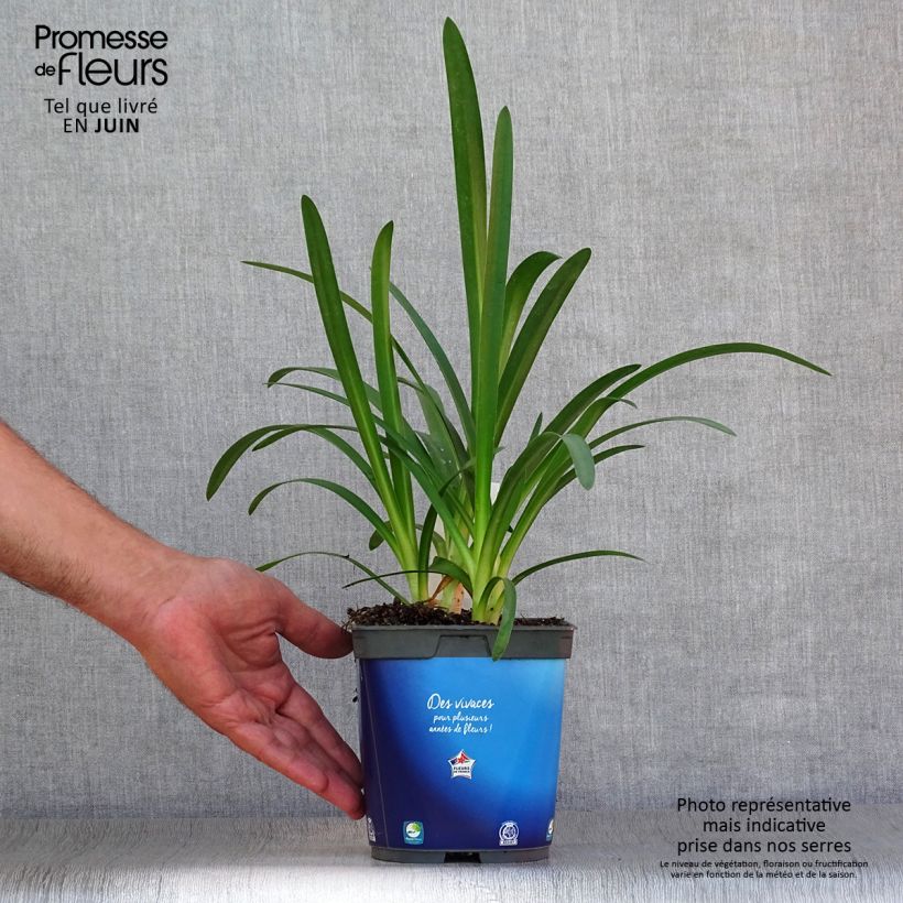 Spécimen de Agapanthe Blue Triumphator Pot de 2L/3L tel que livré en été