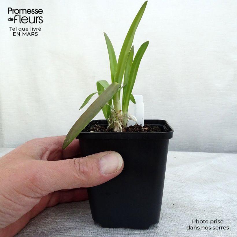 Spécimen de Agapanthe Brilliant Blue Godet de 8/9 cm tel que livré au printemps