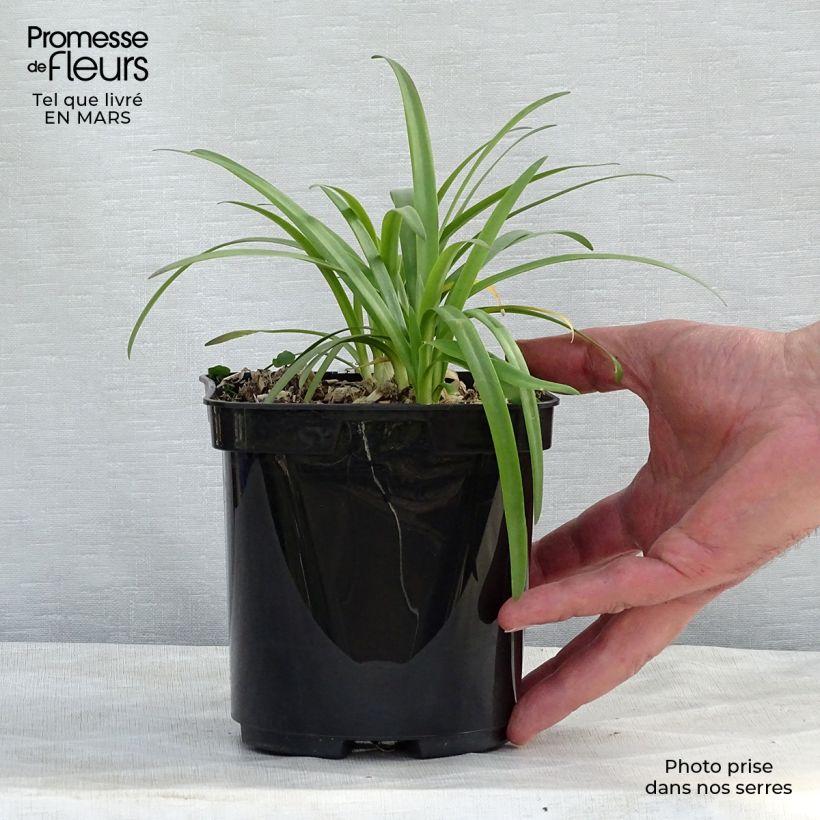 Spécimen de Agapanthe Brilliant Blue Pot de 2L/3L tel que livré au printemps