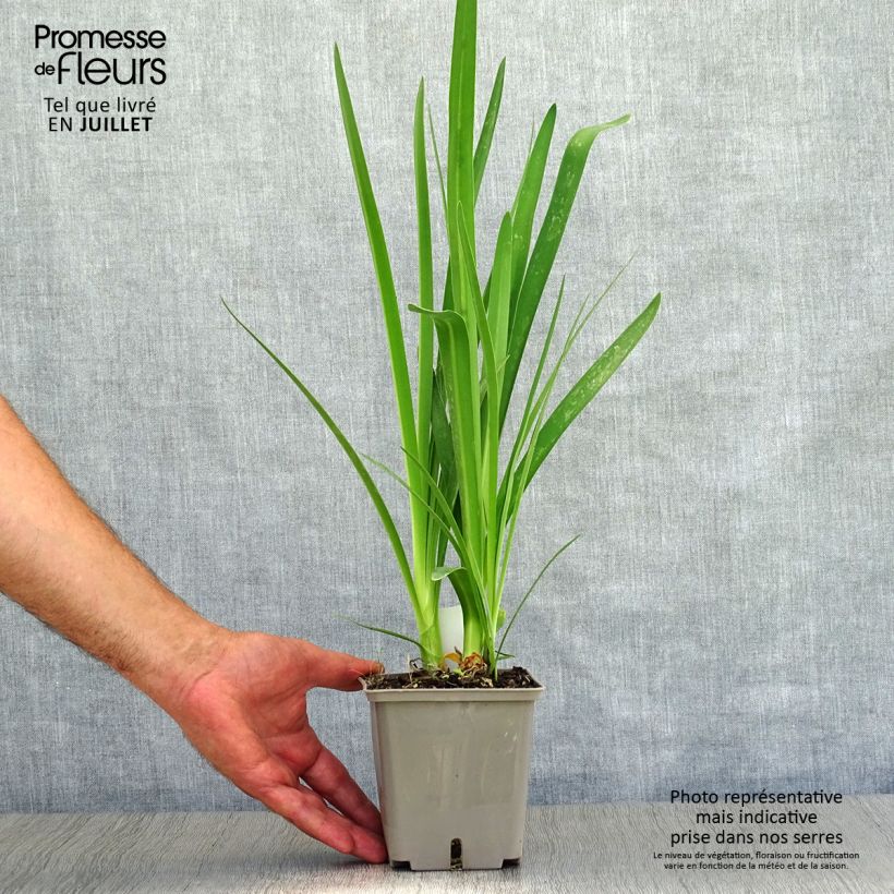Spécimen de Agapanthe Celebration - Agapanthus Pot de 1L/1,5L tel que livré en été
