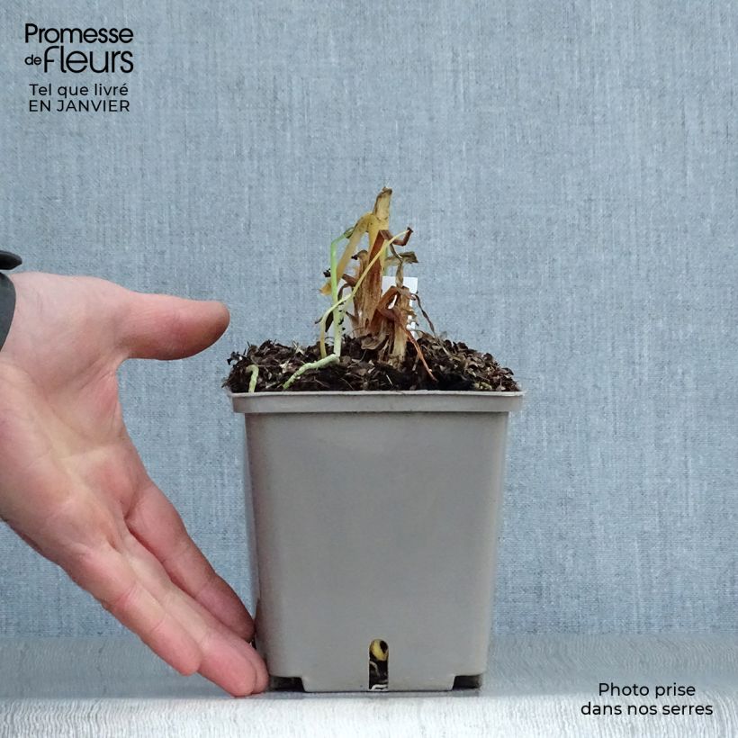 Spécimen de Agapanthe Celebration - Agapanthus Pot de 1L/1,5L tel que livré en hiver