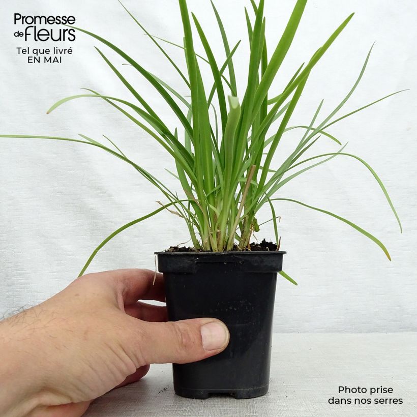 Spécimen de Agapanthe Charlotte Godet de 8/9 cm tel que livré au printemps