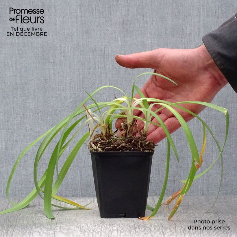 Spécimen de Agapanthe Docteur Brouwer Godet de 8/9 cm tel que livré en hiver