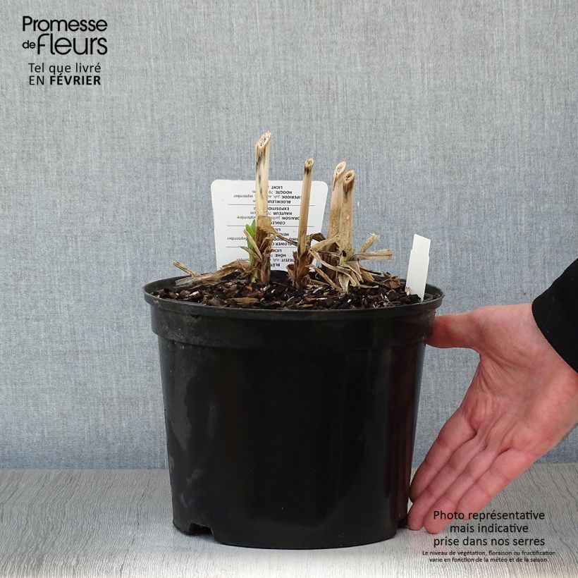 Spécimen de Agapanthe Docteur Brouwer Pot de 4L/5L tel que livré en hiver