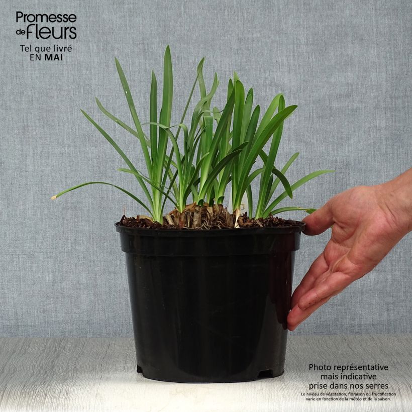 Agapanthus Docteur Brouwer Vaso da 4L/5L esemplare consegnato in primavera
