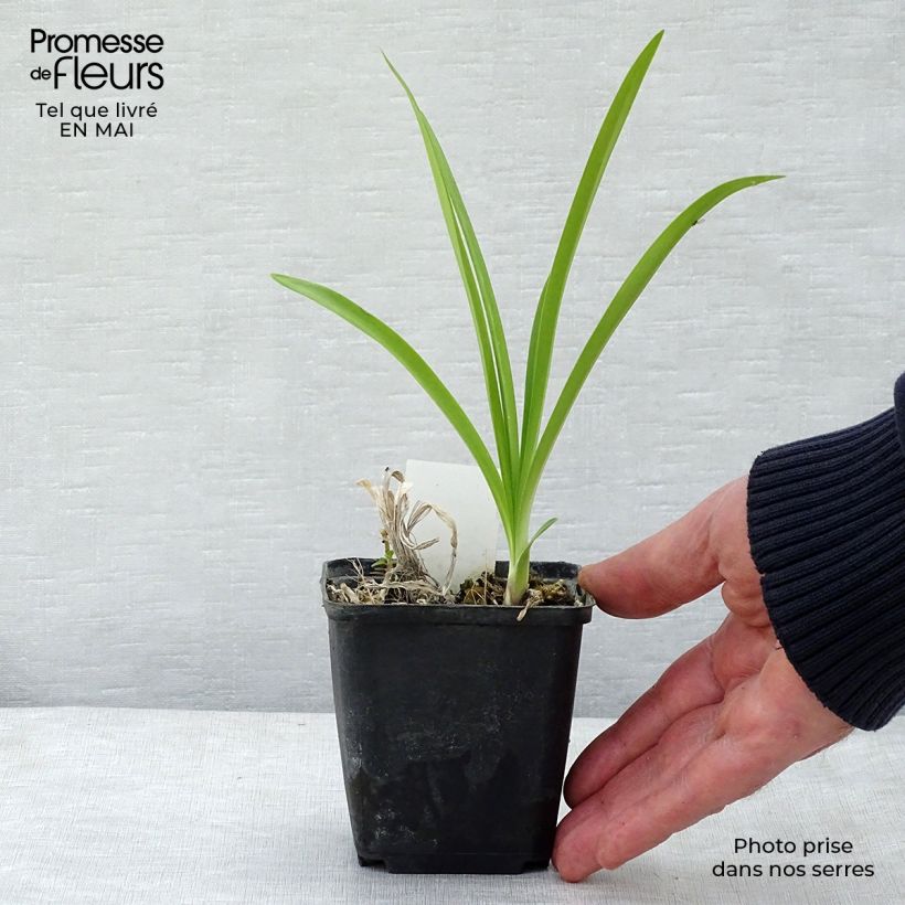 Agapanthus Docteur Brouwer Vasetto da 8/9 cm esemplare consegnato in primavera