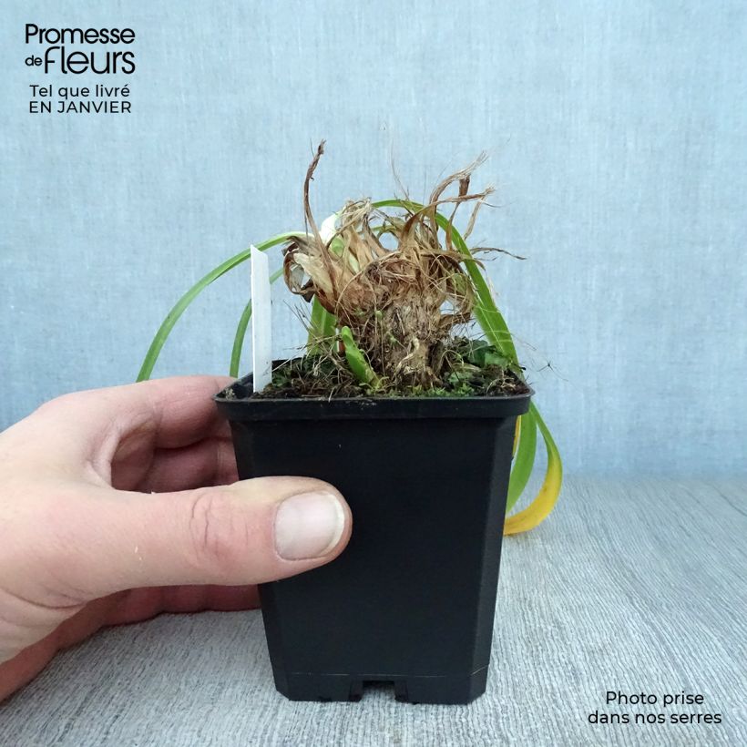 Spécimen de Agapanthe Donau Godet de 8/9 cm tel que livré en hiver