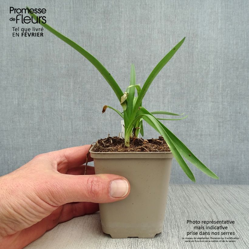 Spécimen de Agapanthe Double Diamond Godet de 8/9 cm tel que livré en hiver