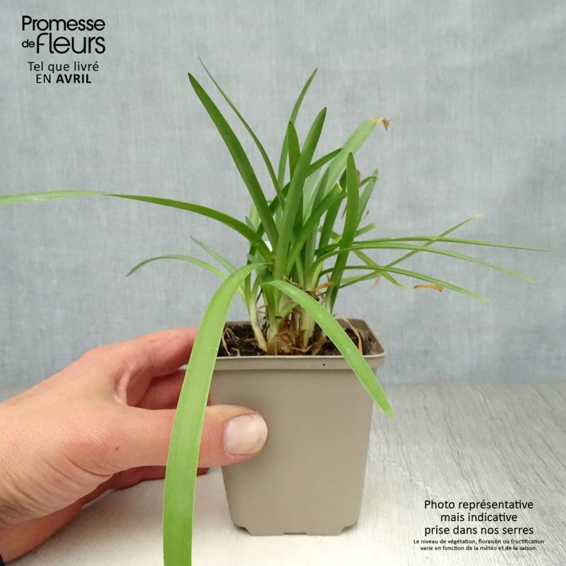 Spécimen de Agapanthe Double Diamond Godet de 8/9 cm tel que livré au printemps