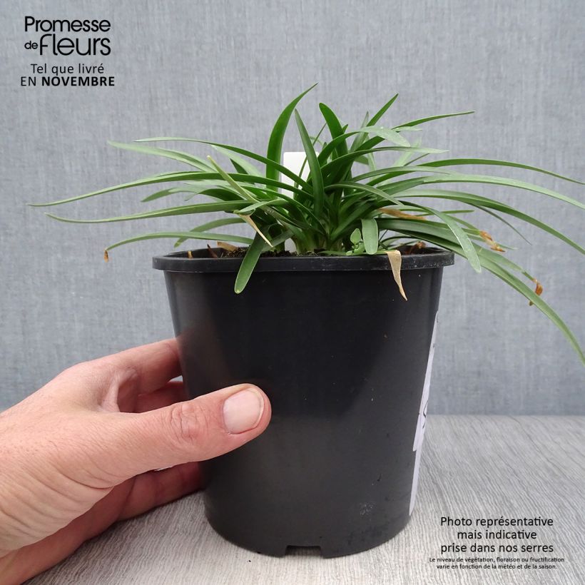 Spécimen de Agapanthe Double Diamond Pot de 2L/3L tel que livré en automne