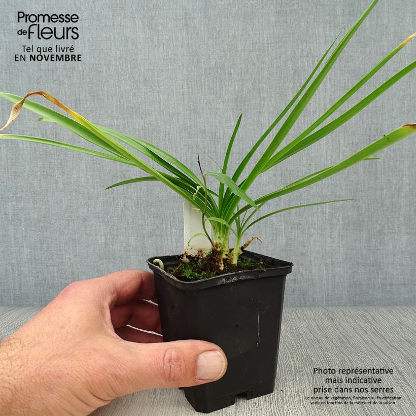 Spécimen de Agapanthe Enigma Godet de 8/9 cm tel que livré en automne