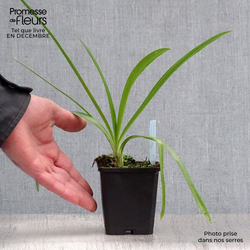 Spécimen de Agapanthe Enigma Godet de 8/9 cm tel que livré en hiver