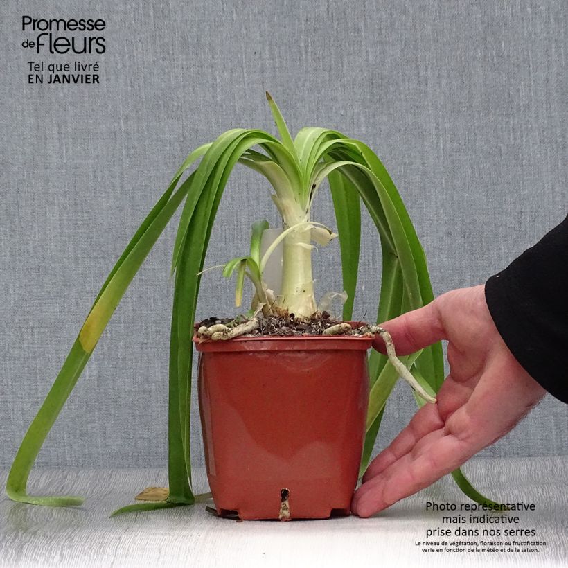 Spécimen de Agapanthe Enigma Pot de 1L/1,5L tel que livré en hiver