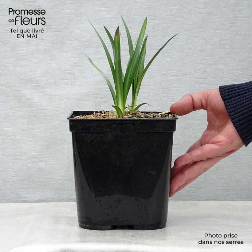 Agapanthus Flower of Love Vaso da 3L/4L esemplare consegnato in primavera