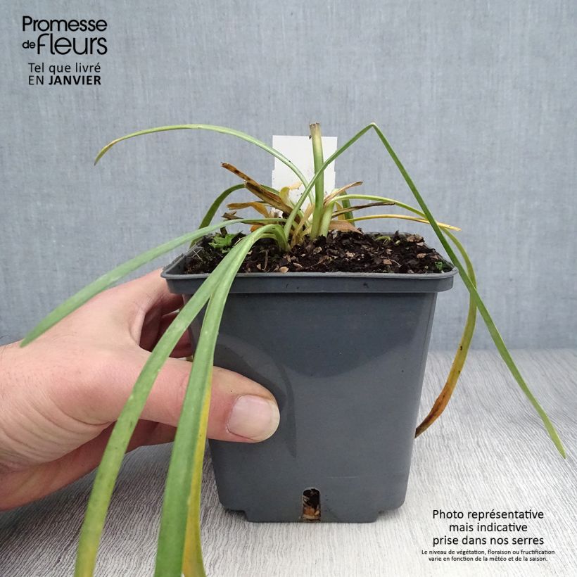 Spécimen de Agapanthe Flower of Love Pot de 1L/1,5L tel que livré en hiver