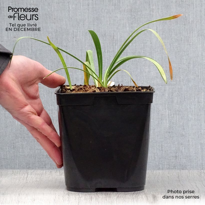 Spécimen de Agapanthe Flower of Love Pot de 3L/4L tel que livré en hiver