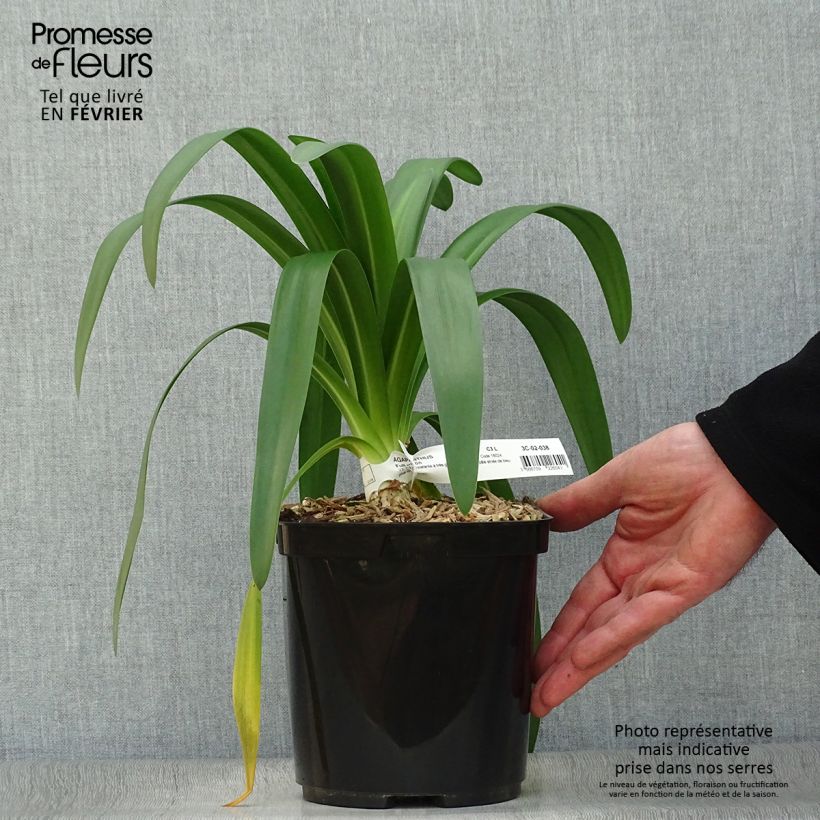 Spécimen de Agapanthe Full Moon Pot de 2L/3L tel que livré en hiver