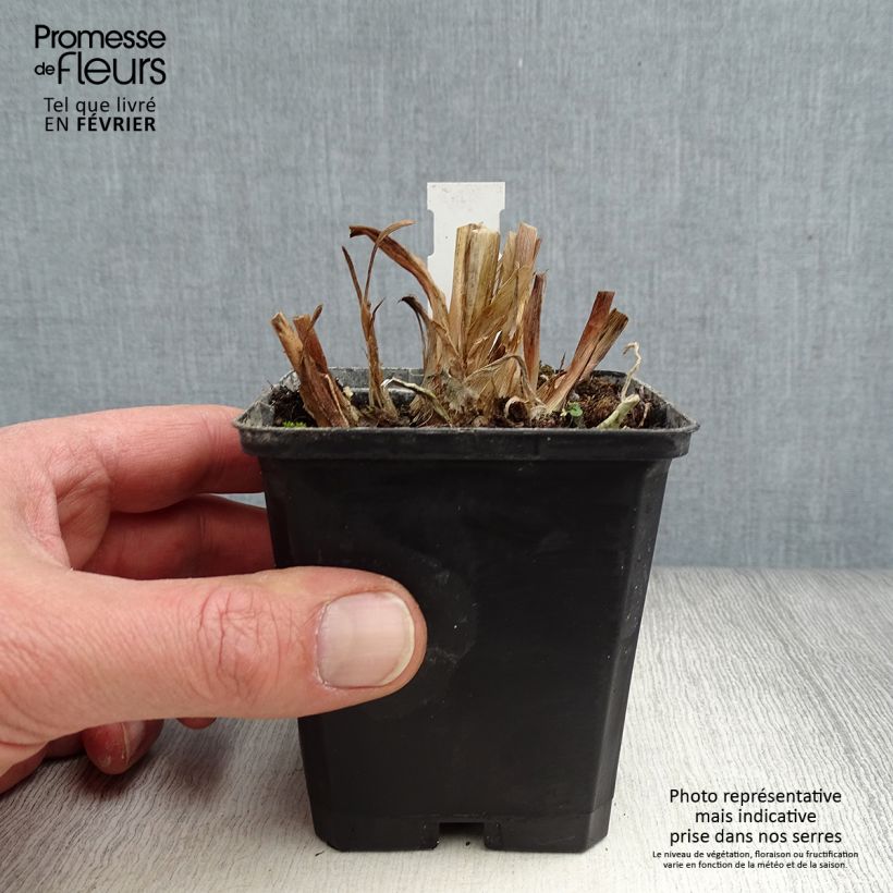 Spécimen de Agapanthe Glacier Stream Godet de 8/9 cm tel que livré en hiver